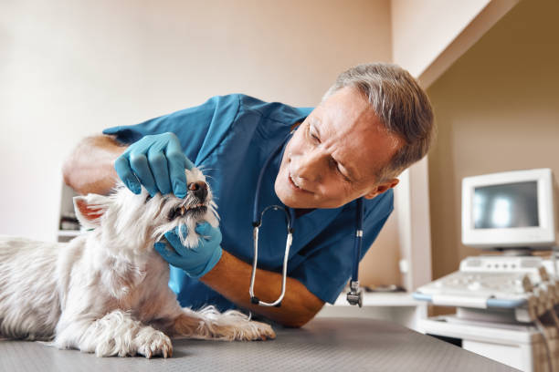 Best Weekend Emergency Dental Services in Fairmont, WV